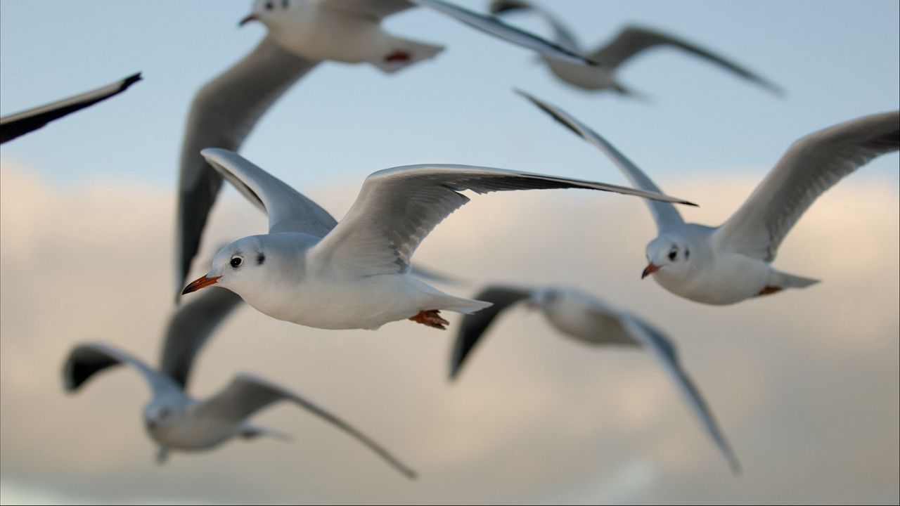 Wallpaper birds, gulls, flying