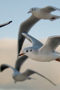 Preview wallpaper birds, gulls, flying