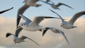 Preview wallpaper birds, gulls, flying