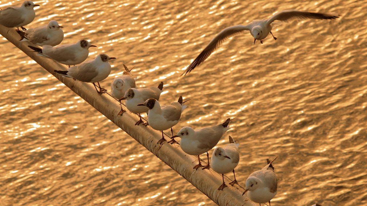 Wallpaper birds, gulls, sit, sea, shoal