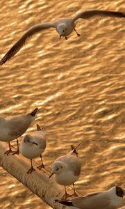 Preview wallpaper birds, gulls, sit, sea, shoal