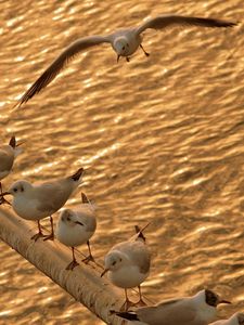 Preview wallpaper birds, gulls, sit, sea, shoal