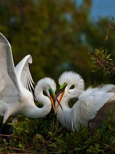 Preview wallpaper birds, herons, couple, games