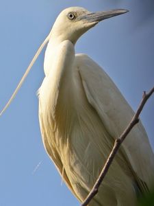 Preview wallpaper birds, herons, sky, nature, color