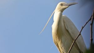 Preview wallpaper birds, herons, sky, nature, color