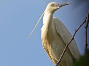 Preview wallpaper birds, herons, sky, nature, color