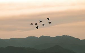 Preview wallpaper birds, hills, relief, evening