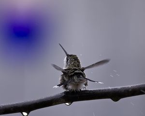 Preview wallpaper birds, hummingbirds, branch, spray