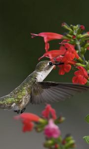 Preview wallpaper birds, hummingbirds, flowers, green, macro