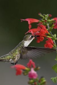 Preview wallpaper birds, hummingbirds, flowers, green, macro