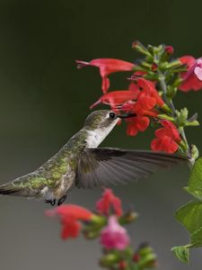 Preview wallpaper birds, hummingbirds, flowers, green, macro