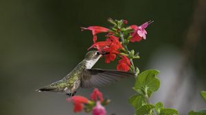 Preview wallpaper birds, hummingbirds, flowers, green, macro