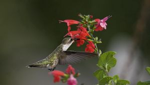 Preview wallpaper birds, hummingbirds, flowers, green, macro