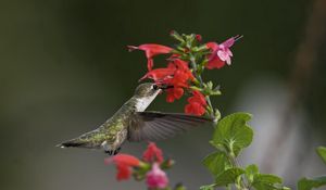 Preview wallpaper birds, hummingbirds, flowers, green, macro