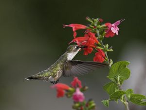 Preview wallpaper birds, hummingbirds, flowers, green, macro