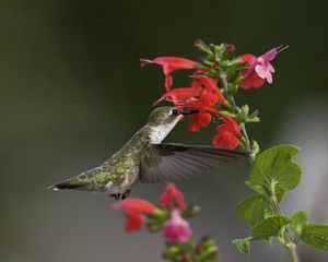 Preview wallpaper birds, hummingbirds, flowers, green, macro