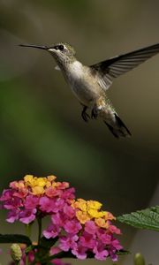 Preview wallpaper birds, hummingbirds, flowers, herbs, sun