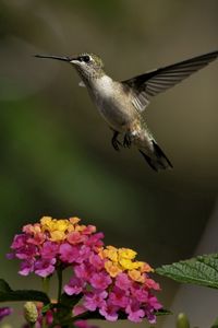 Preview wallpaper birds, hummingbirds, flowers, herbs, sun