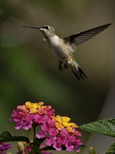 Preview wallpaper birds, hummingbirds, flowers, herbs, sun