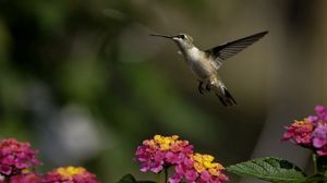 Preview wallpaper birds, hummingbirds, flowers, herbs, sun