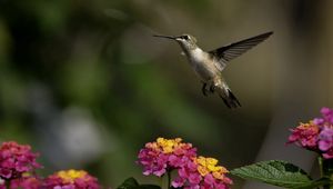 Preview wallpaper birds, hummingbirds, flowers, herbs, sun