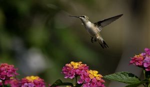 Preview wallpaper birds, hummingbirds, flowers, herbs, sun