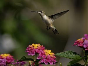 Preview wallpaper birds, hummingbirds, flowers, herbs, sun