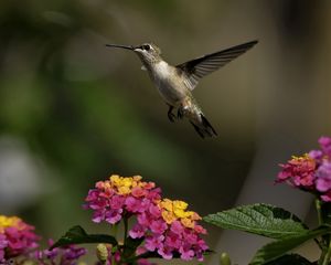 Preview wallpaper birds, hummingbirds, flowers, herbs, sun