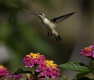 Preview wallpaper birds, hummingbirds, flowers, herbs, sun