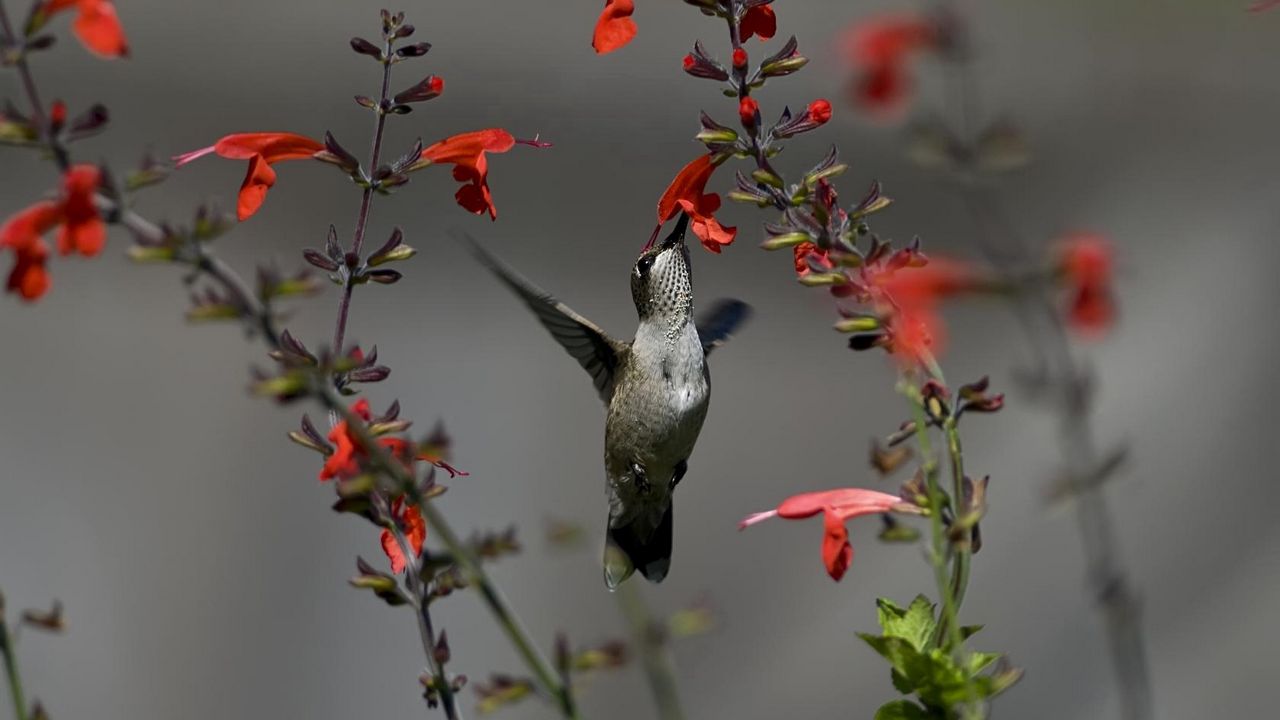 Wallpaper birds, hummingbirds, flowers, red