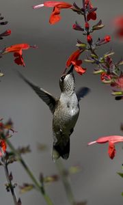 Preview wallpaper birds, hummingbirds, flowers, red