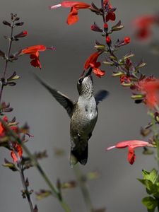 Preview wallpaper birds, hummingbirds, flowers, red