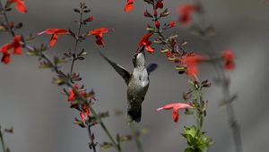 Preview wallpaper birds, hummingbirds, flowers, red