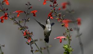 Preview wallpaper birds, hummingbirds, flowers, red