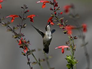 Preview wallpaper birds, hummingbirds, flowers, red