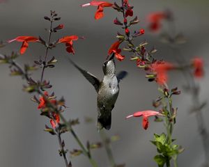 Preview wallpaper birds, hummingbirds, flowers, red