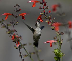 Preview wallpaper birds, hummingbirds, flowers, red