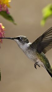 Preview wallpaper birds, hummingbirds, flowers, nectar, sunny, leaves