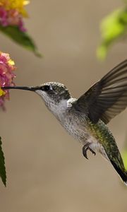 Preview wallpaper birds, hummingbirds, flowers, nectar, sunny, leaves