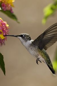 Preview wallpaper birds, hummingbirds, flowers, nectar, sunny, leaves