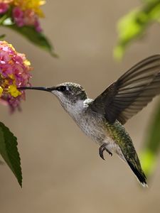 Preview wallpaper birds, hummingbirds, flowers, nectar, sunny, leaves