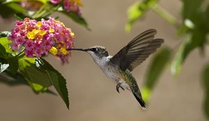 Preview wallpaper birds, hummingbirds, flowers, nectar, sunny, leaves