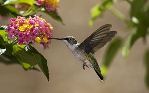 Preview wallpaper birds, hummingbirds, flowers, nectar, sunny, leaves