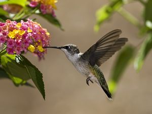 Preview wallpaper birds, hummingbirds, flowers, nectar, sunny, leaves