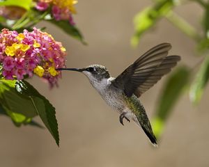 Preview wallpaper birds, hummingbirds, flowers, nectar, sunny, leaves