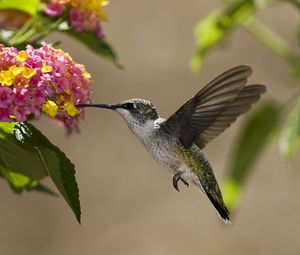 Preview wallpaper birds, hummingbirds, flowers, nectar, sunny, leaves