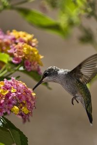 Preview wallpaper birds, hummingbirds, flowers, leaves, sun