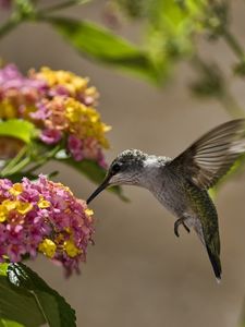 Preview wallpaper birds, hummingbirds, flowers, leaves, sun