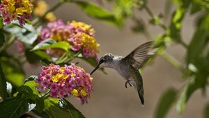 Preview wallpaper birds, hummingbirds, flowers, leaves, sun