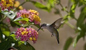 Preview wallpaper birds, hummingbirds, flowers, leaves, sun